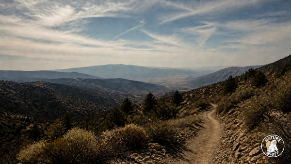 The Microscopic Ghost of the PCT: Why Hand Sanitizer Won't Save You from Norovirus
